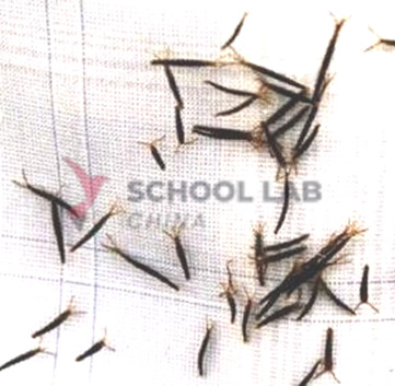 Prepared Microscope Slide - Euglena Viridis